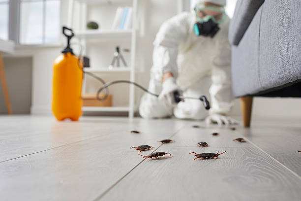 Commercial Kitchen Cockroach Control in North Rock Springs